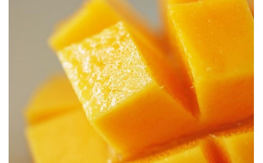 《先行予約》宮古島産 マンゴーセット｜アーウィン＆キーツ｜フルーツ定期便 全2回＜琉球マルシェ＞