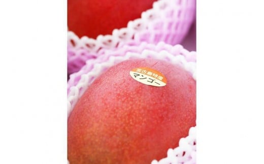 《先行予約》宮古島産 マンゴーセット｜アーウィン＆キーツ｜フルーツ定期便 全2回＜琉球マルシェ＞