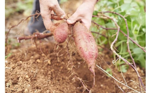 芋八餅10個セット｜沖縄 宮古島  おすすめ  母の日 ギフト