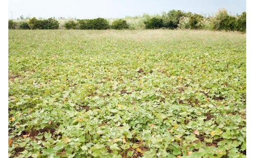 芋八餅10個セット｜沖縄 宮古島  おすすめ  母の日 ギフト