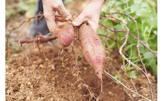 AJ03　紅芋甘糀 200g×5個セット
