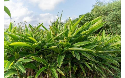 満月月桃発酵茶　50g×2個セット