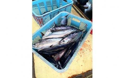 沖縄・宮古島産『 贅沢なツナ瓶 』180g×6瓶｜伊良部島のカツオ100%