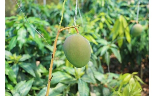 《先行予約》沖縄県宮古島産 減農薬栽培 キーツマンゴー甘濃（かんのう）2玉【琉球マルシェ】