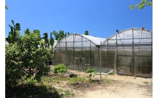 《先行予約》沖縄県宮古島産 減農薬栽培 キーツマンゴー甘濃（かんのう）2玉【琉球マルシェ】