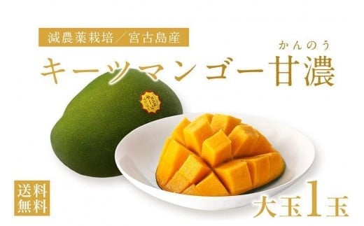 《先行予約》沖縄県宮古島産 減農薬栽培 キーツマンゴー甘濃（かんのう）1玉【琉球マルシェ】