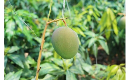 《先行予約》沖縄県宮古島産 減農薬栽培 キーツマンゴー甘濃（かんのう）1玉【琉球マルシェ】