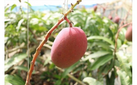 《先行予約》沖縄県宮古島産 減農薬栽培マンゴー 1kg【最良品】｜贈答用・糖度15度以上！｜琉球マルシェ