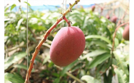 《先行予約》沖縄県宮古島産 減農薬栽培マンゴー 2kg【優品】｜贈答用・糖度14度以上！｜琉球マルシェ
