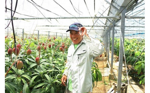 《先行予約》沖縄県宮古島産 減農薬栽培マンゴー 2kg【優品】｜贈答用・糖度14度以上！｜琉球マルシェ