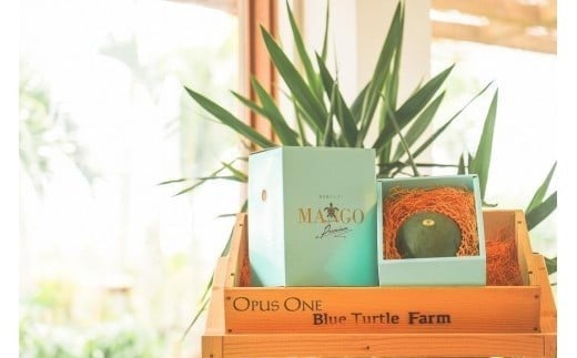 《先行予約》2026年発送【ブルータートルファーム】宮古島キーツマンゴー 【贈答】 大1玉（DC009）