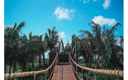 《先行予約》2026年発送【ブルータートルファーム】宮古島キーツマンゴー 【贈答】 大1玉（DC009）