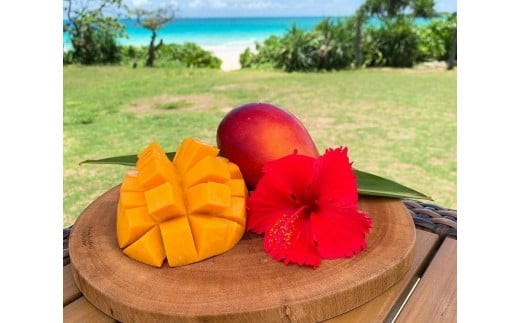 ãå
è¡äºçŽã2026幎çºéããã«ãŒã¿ãŒãã«ãã¡ãŒã ãå®®å€å³¶å®çãã³ãŽãŒ ãèŽçã (ïŒkg)ïŒDC008ïŒ