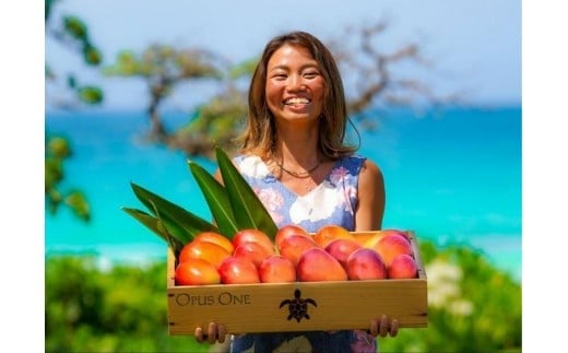 ãå
è¡äºçŽã2026幎çºéããã«ãŒã¿ãŒãã«ãã¡ãŒã ãå®®å€å³¶å®çãã³ãŽãŒ ãèŽçã (ïŒkg)ïŒDC008ïŒ