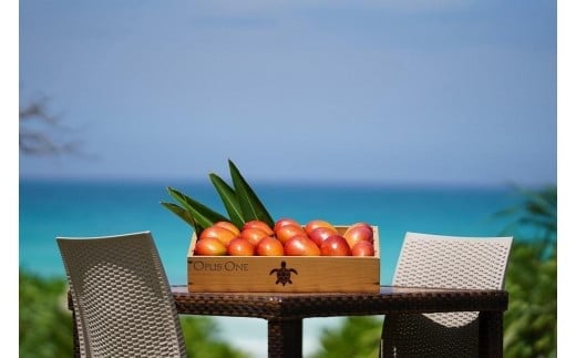 ãå
è¡äºçŽã2026幎çºéããã«ãŒã¿ãŒãã«ãã¡ãŒã ãå®®å€å³¶å®çãã³ãŽãŒ ãèŽçã (ïŒkg)ïŒDC008ïŒ