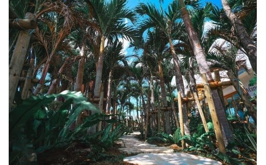 ãå
è¡äºçŽã2026幎çºéããã«ãŒã¿ãŒãã«ãã¡ãŒã ãå®®å€å³¶å®çãã³ãŽãŒ ãèŽçã (ïŒkg)ïŒDC008ïŒ