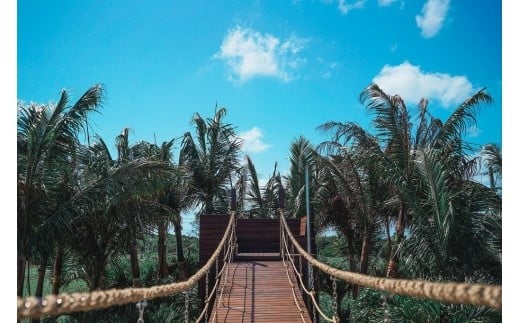 《先行予約》2026年発送【ブルータートルファーム】宮古島完熟マンゴー 【贈答】（１kg）(DC007)