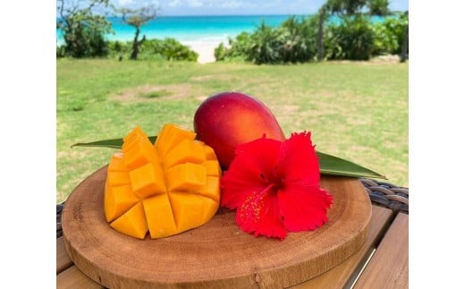 《先行予約》2026年発送【ブルータートルファーム】宮古島完熟マンゴー 【贈答】（１kg）(DC007)