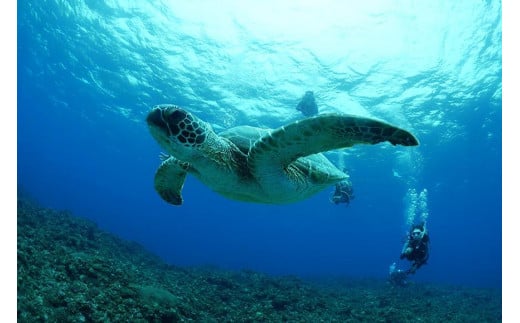 宮古島でダイビング！ファンダイビングご利用券（15,000円分）