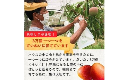 《先行予約》2026年発送 有機JAS認証マンゴー（アーウィン）ご自宅用 4kg【楽園の果実】(DQ019)
