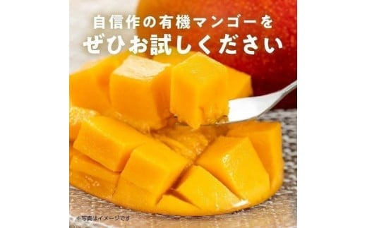 《先行予約》2026年発送 有機JAS認証マンゴー（アーウィン）ご自宅用 2kg【楽園の果実】(DQ018)