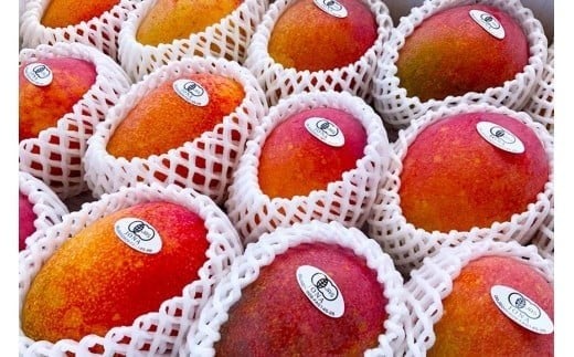 《先行予約》2026年発送 有機JAS認証マンゴー（アーウィン）ご自宅用 1kg【楽園の果実】(DQ017)