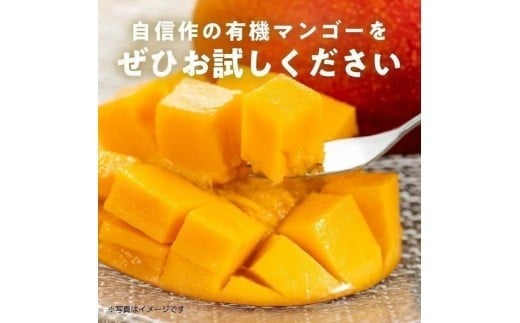 《先行予約》2026年発送 有機JAS認証マンゴー（アーウィン）ご自宅用 1kg【楽園の果実】(DQ017)