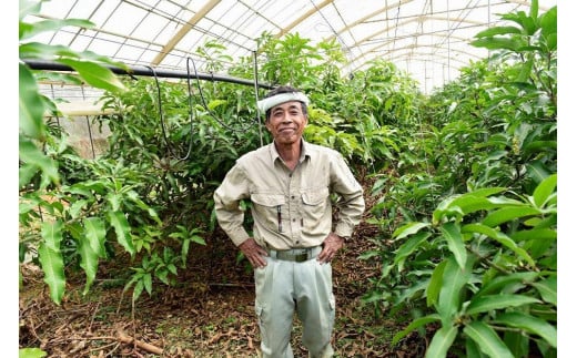 DQ015《先行予約》2026年発送 有機JAS認証マンゴー（アーウィン）贈答用 2kg【楽園の果実】