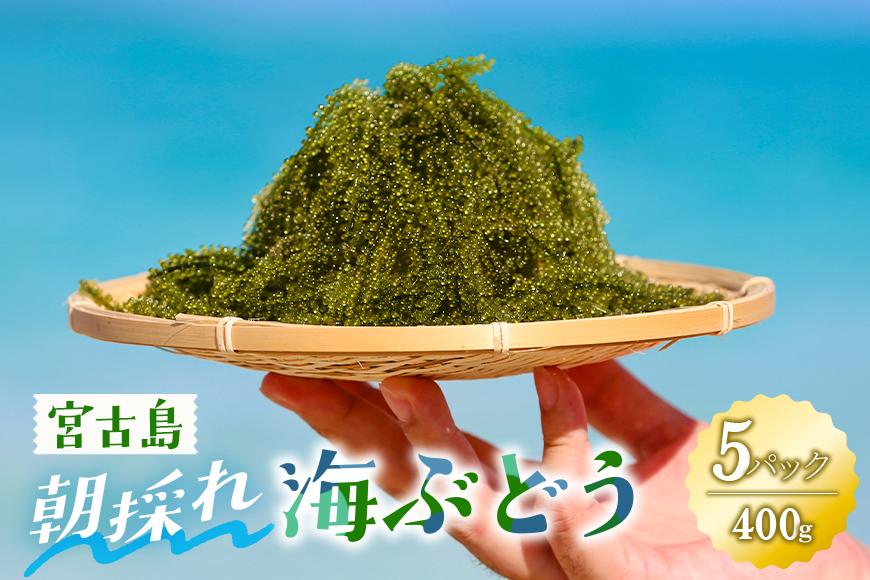 宮古島朝採れ海ぶどう（5パック）｜新鮮直送 プチプチ食感 沖縄土産（FL003）