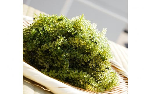 【2026年発送】宮古島朝採れ海ぶどう（5パック）｜新鮮直送 プチプチ食感 沖縄土産（FL003）