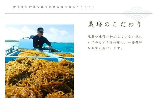 養殖もずく　5個セット（FU002） 沖縄 宮古島 ふるさと納税 おすすめ 人気 もずく モズク 海藻 ミネラル 海 食 