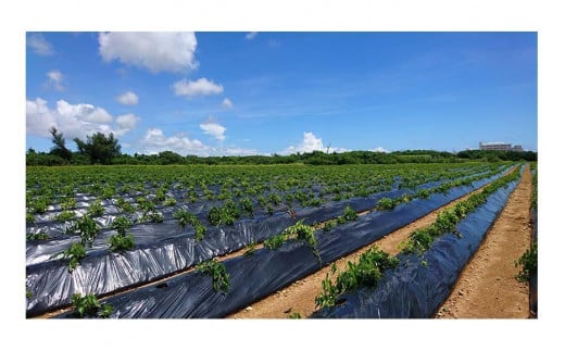 ヤム芋焼酎ずみ　レギュラータイプ、ミニボトルセット