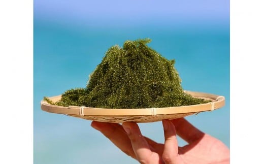 【2026年発送】宮古島朝採れ海ぶどう（6パック）｜新鮮直送 プチプチ食感 沖縄土産（FL002）