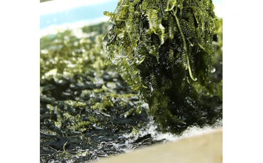 【2026年発送】宮古島朝採れ海ぶどう（6パック）｜新鮮直送 プチプチ食感 沖縄土産（FL002）