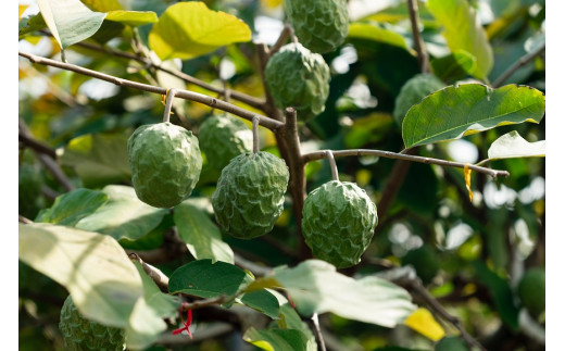 【2026年1月上旬　※北海道は3月上旬発送】宮古島産アテモヤ約1kg（２～６個入り）CV07