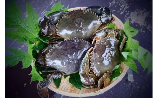 繝。繝繧」繧「蜃コ貍泌、壽焚シ∬淹阡オ縺ョ繝槭Φ繧ー繝ュ繝シ繝冶淹