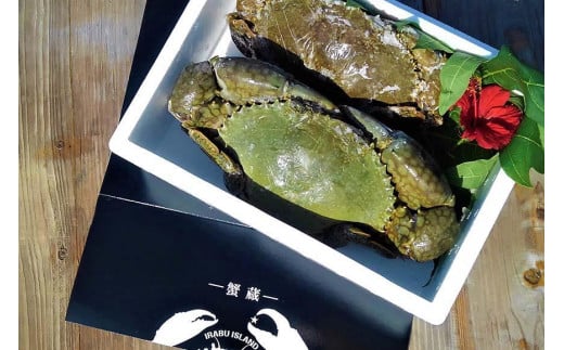 繝。繝繧」繧「蜃コ貍泌、壽焚シ∬淹阡オ縺ョ繝槭Φ繧ー繝ュ繝シ繝冶淹