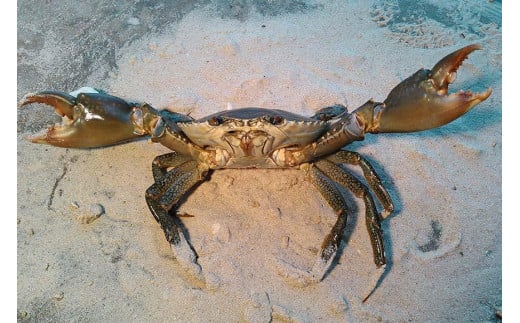 繝。繝繧」繧「蜃コ貍泌、壽焚シ∬淹阡オ縺ョ繝槭Φ繧ー繝ュ繝シ繝冶淹