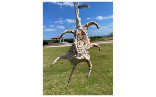 海貝石 6,36㎏ 165ミリ 強運を呼び込む 危険を回避 魔除け 健康運 Amazon.co.jp: サンアンドホープ 石灰肥料 天然貝化石 貝心の一撃 5kg