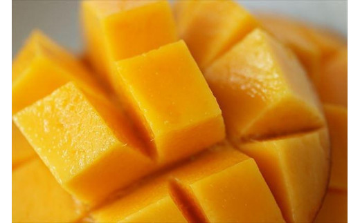 【沖縄フルーツ定期便】母の日ギフトのメロン＆夏ギフトマンゴー｜全2回｜宮古島産 ＜琉球マルシェ＞