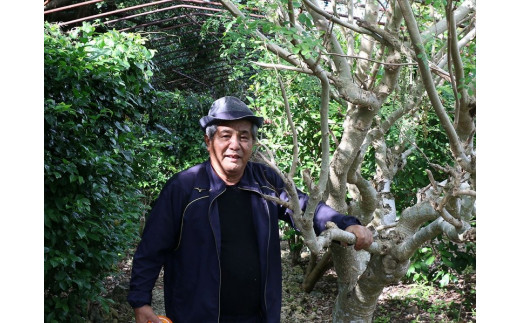 æ²çžçå®®å€å³¶ç£ïœç¡èŸ²è¬ ã¢ãªã³ã¬ããŠã㌠5è¢ïŒ150gå
¥ãïŒ