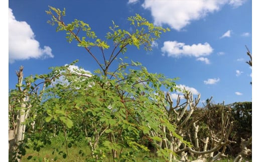 æ²çžçå®®å€å³¶ç£ïœç¡èŸ²è¬ ã¢ãªã³ã¬ããŠã㌠5è¢ïŒ150gå
¥ãïŒ