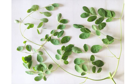 æ²çžçå®®å€å³¶ç£ïœç¡èŸ²è¬ ã¢ãªã³ã¬ããŠã㌠5è¢ïŒ150gå
¥ãïŒ