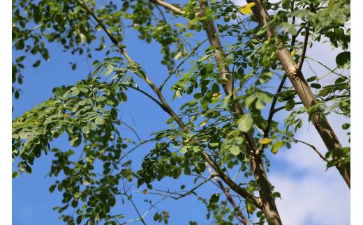 æ²çžçå®®å€å³¶ç£ïœç¡èŸ²è¬ ã¢ãªã³ã¬ããŠã㌠3è¢ïŒ90gå
¥ãïŒ