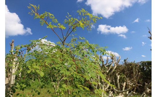 æ²çžçå®®å€å³¶ç£ïœç¡èŸ²è¬ ã¢ãªã³ã¬ããŠã㌠3è¢ïŒ90gå
¥ãïŒ