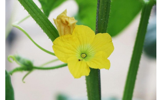 母の日ギフト 母の日メロン【特大１玉】｜沖縄・宮古島産（琉球マルシェ）