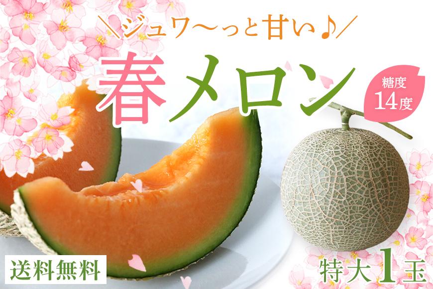 沖縄県宮古島産 春メロン【特大１玉】｜贈答用・高級・赤肉メロン（琉球マルシェ）