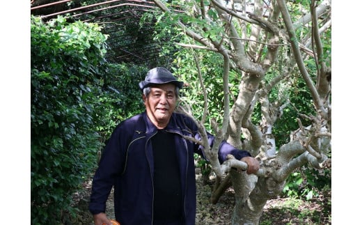 æ²çžçå®®å€å³¶ç£ïœç¡èŸ²è¬ ã¢ãªã³ã¬ããŠã㌠1è¢ïŒ30gå
¥ãïŒ