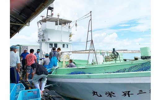 沖縄県宮古島産『 贅沢なツナ瓶 』245g×2瓶｜伊良部島のカツオ100%