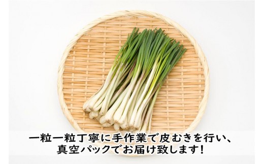 島らっきょう（500g）AZ106